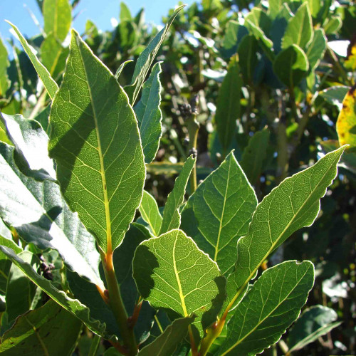 Bobkový list - Vavrín pravý (Laurus nobilis L.) / rastlinka v kvetináči